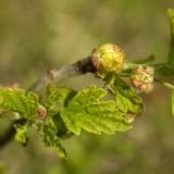 Grinja pupoljaka na ribizli: mjere suzbijanja u proljeće i jesen